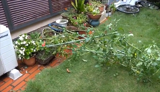 台風で倒れてしまったトマトの苗木