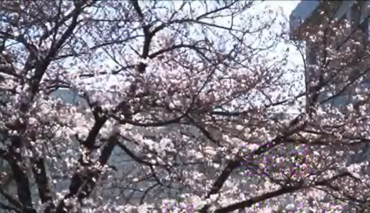 春はさくら！横浜市森中学校と磯子工業高校の見事な桜の花！