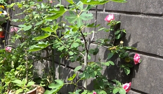 庭の薔薇を母の日プレゼントに＆咲ききったサイネリアの花の整理はどの程度？