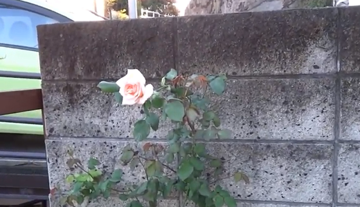 アプリコットコネクター（薔薇）のつぼみ→開花→挿し木まで