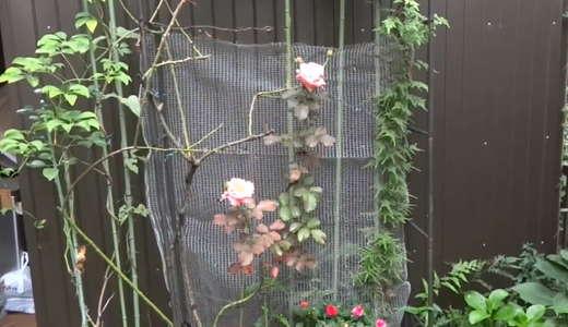 雨上がりのキスミー・八重インパチェンス・アプリコットコネクター（バラ）