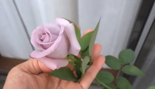 ブルームーンは「青っぽいピンク」の薔薇