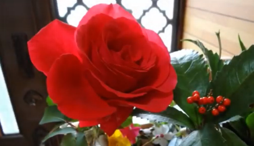 赤いバラ・ドフトボルケと千両の実