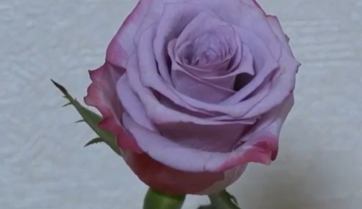 トゲのない薔薇（ディープパープルとマダムレッド）紫と赤のバラ