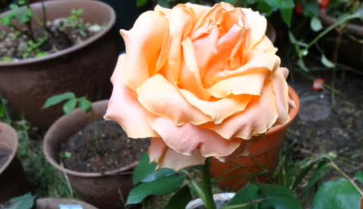 お花屋さんの薔薇をそのまま挿し木にしてみる！その３（カルピデュームの切り花）