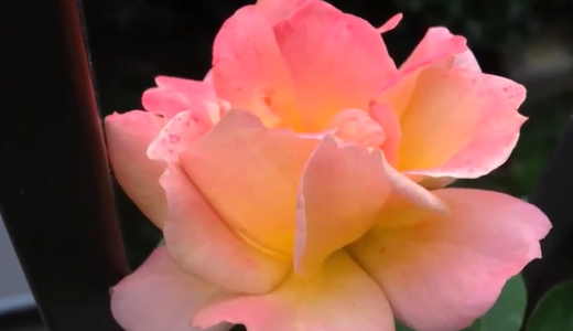 アンネの思い出（薔薇）/ドフトボルケ/メイスポーラなど美しい花