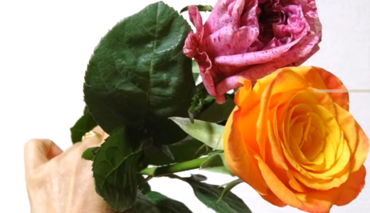お花屋さんの薔薇をそのまま挿し木にしてみる！その4（クレイジーアイとコンフィデンシャルの切り花）